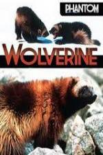 Watch National Geographic Phantom Wolverine 1channel