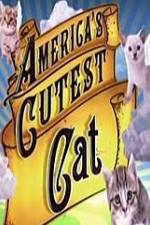 Watch America's Cutest Cat 1channel