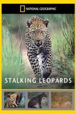 Watch National Geographic: Stalking Leopards 1channel
