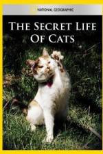 Watch National Geographic The Secret Life of Cats 1channel