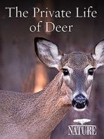 Watch The Private Life of Deer 1channel