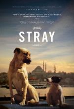 Watch Stray 1channel