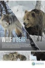 Watch Wolf vs Bear 1channel