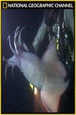 Watch National Geographic Hooked Squid Invasion 1channel