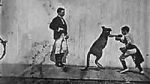 Watch The Boxing Kangaroo (Short 1896) 1channel
