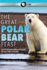 Watch The Great Polar Bear Feast 1channel