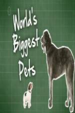 Watch World's Biggest Pets 1channel