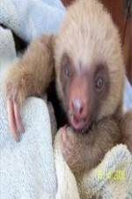 Watch Too Cute! Baby Sloths 1channel