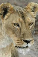 Watch Last Lioness: National Geographic 1channel