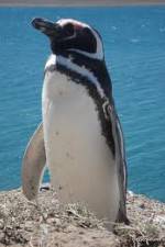 Watch National Geographic Wild Chronicles: Penguins 1channel