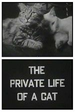 Watch The Private Life of a Cat 1channel