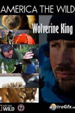 Watch National Geographic Wild America the Wild Wolverine King 1channel