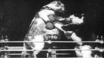 Watch The Boxing Cats (Prof. Welton\'s) 1channel