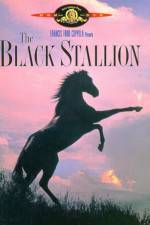 Watch The Black Stallion 1channel