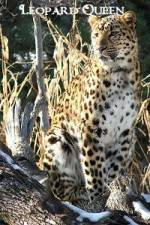 Watch Leopard Queen 1channel