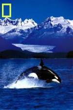 Watch National Geographic Killer Whales Of The Fjord 1channel