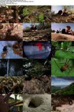 Watch National Geographic Wild - City Of Ants 1channel