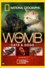Watch National Geographic In The Womb  Cats 1channel