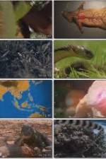 Watch National Geographic Wild : Deadliest Animals Asia Pacific 1channel