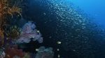 Watch Wild Window: Bejeweled Fishes 1channel