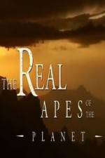 Watch The Real Apes of the Planet 1channel