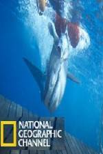 Watch National Geographic Shark Men Surfs Up 1channel