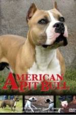 Watch American Pit Bull 1channel