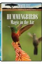 Watch Hummingbirds Magic in the Air 1channel