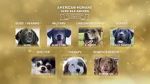 Watch American Humane Hero Dog Awards: 10th Anniversary Celebration (TV Special 2020) 1channel