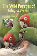 Watch The Wild Parrots of Telegraph Hill 1channel