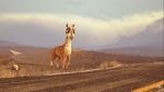 Watch Caminandes: Llama Drama (Short 2014) 1channel