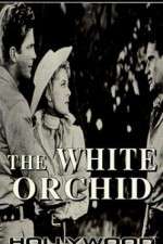 Watch The White Orchid 1channel
