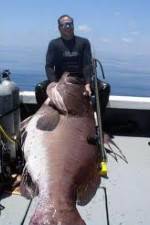 Watch National Geographic: Monster Fish - Nile Giant 1channel