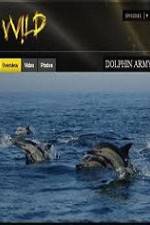 Watch National Geographic Wild Dolphin Army 1channel
