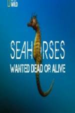 Watch National Geographic - Wild Seahorses Wanted Dead Or Alive 1channel