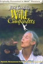 Watch Jane Goodall's Wild Chimpanzees 1channel