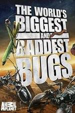 Watch Worlds Biggest and Baddest Bugs 1channel