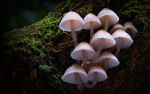 Watch Fungi: The Web of Life 1channel