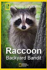 Watch Raccoon: Backyard Bandit 1channel