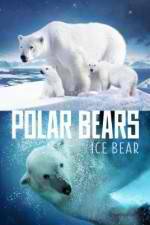 Watch Polar Bears Ice Bear 1channel