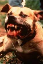 Watch Dogfighting Undercover 1channel