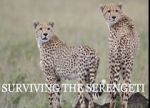 Watch Surviving the Serengeti 1channel