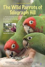 Watch The Wild Parrots of Telegraph Hill 1channel