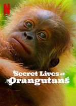 Watch Secret Lives of Orangutans 1channel