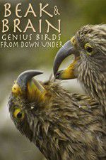 Watch Beak & Brain - Genius Birds from Down Under 1channel