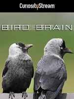 Watch Bird Brain 1channel