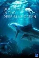 Watch Dolphins in the Deep Blue Ocean 1channel