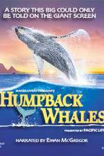 Watch Humpback Whales 1channel