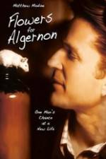 Watch Flowers for Algernon 1channel