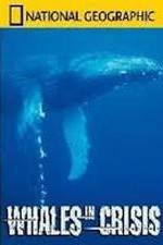 Watch National Geographic: Whales in Crisis 1channel